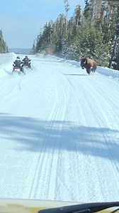 4.2M views · 10K shares | 2019 Top 10 Video Countdown: Here is our top video of 2019! Thanks to Eric P. for sending in this video of a bispon charging snowmobilers in Yellowstone last March. Please send in your photos and videos here: https://nbcmontana.com/chimein | NBC Montana | Facebook