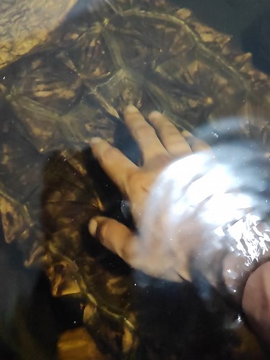 Mi Drogon ❤️ #snappingturtle #turtle #alligatorsnappingturtle #reptiles #mascotas