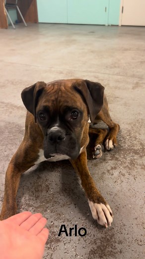 “We love what we do — and it shows in all these happy faces! 🐾 Meet a few of our daycare dogs who make every day brighter. Thank you to all our amazing pet parents for trusting us with your furry family members! | Companion Animal Care of Fond du Lac