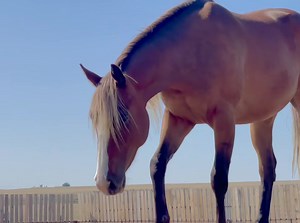 This is a 2021 filly we raised. She’s by Silver Lincoln and out of a TB mare. | Fleetwood Farms Quarter Horses