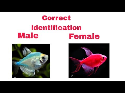 How To Identify Male And Female Widow Fish