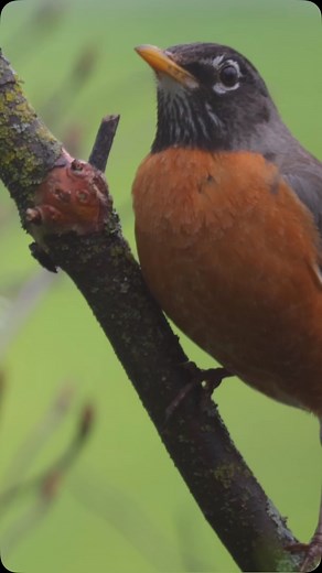 American Robin. #birdphotography #americanrobin #birdvideo | ChrispyFrames