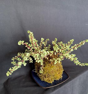 Exact Plant! Portulacaria Afra Variegata Elephant Bush Mini Jade Kokedama Bonsai - Japanese Traditional Indoor Garden Technique - Moss Ball - Etsy