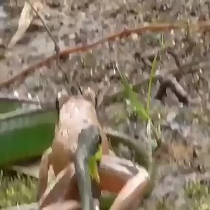 2.4K views | A green snake tries to eat a toad | Embrace your Heart | Facebook