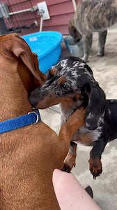 wild friends | K9 Country Club | Facebook