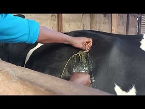 How to relieve bloat in a cow using troca and canula||Unfortunately the cow had ruminal obstruction
