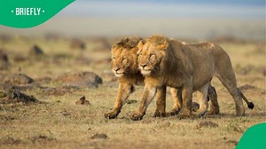 "Poverty has saved us": Wildlife tourists ambushed by lions on safari, SA reacts