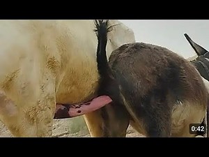 Donkey meeting journey 🤯||Donkey breeding prosess ||village life of dunkey