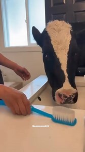 168K views · 1.7K reactions | Diaa ya peulh français FRANCE 24 encore L'amour na pas de limites ce les peulh 藍藍 | Yati Yati 224 | Facebook