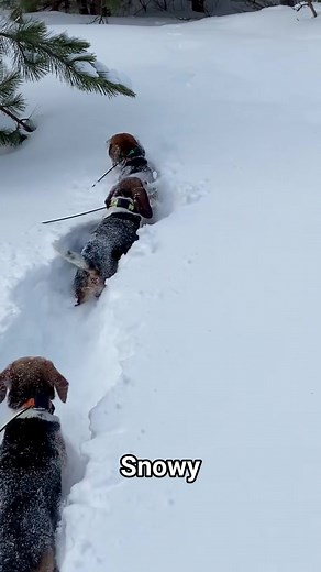 heavy snow is not an obstacle #doghunting #beagle #beaglehunting #doghunter #doglovers | Irfan Faturohman