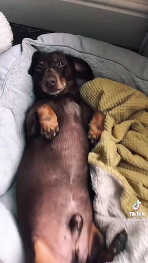 SillyPrune on TikTok
