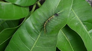 Common Baron Butterfly Euthalia Aconthea Caterpillar | Editorial Video | 16687100l | Shutterstock Editorial