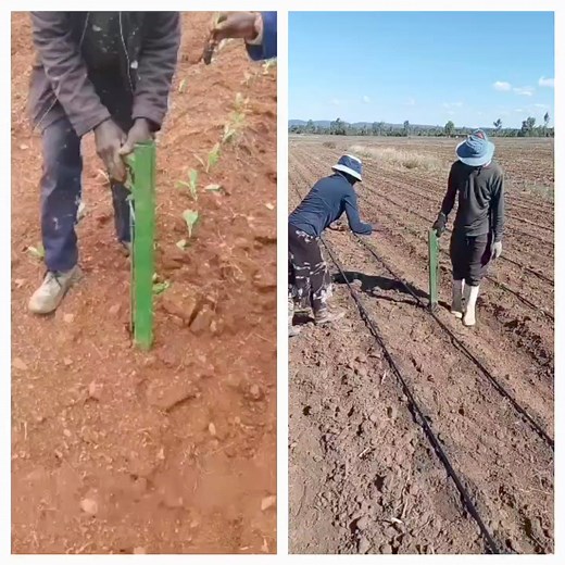 3.7K views · 32 reactions | Seedling planter    #agriculture #agribusiness #agriculturelife #agriculturemachinery #farmingequipment #AgribusinessExcellence Backsaver farming equipment | Grow Your Agri Business With Eugene Tebogo | Facebook