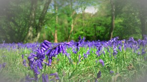 Springtime at Camfield. | Barbara Cartland Fan Club