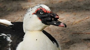 Rubber Duck, Bath, Bathtub