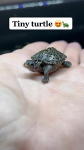 TINY TURTLE 🥰🐢💚 Share for more! | DanTheTurtleMan
