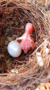 4.8K views · 50 reactions | Animal Planet TV on Reels | Facebook