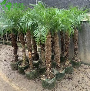 [Hot Item] High Quality Living Tropical Plant Phoenix Roebelenii Pygmy Date Palm