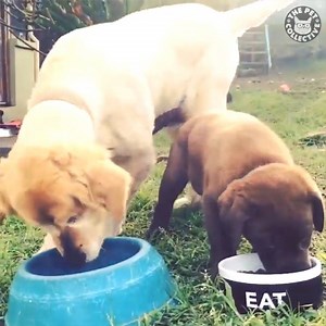 521K views · 14K reactions | Why am I always hungry????  | The Pet Collective | Facebook