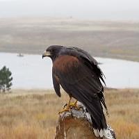 Birds Of Prey
