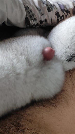 Masturbating with a real fur glove