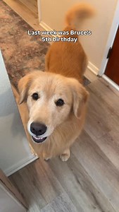 We gotta do this more often 💦 not sponsored but we rented the pool using @swimply and the float is a @sunchill ☀️ #goldenretriever #goldenretrieversofinstagram #goldenretrievers | San Diego Bruce