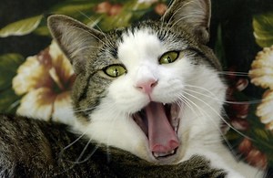How To Tell If Your Cat Has A Toothache - Cuteness