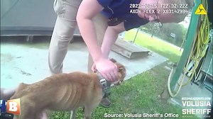 A man was arrested, jailed, and charged with multiple felony counts of animal cruelty, among other charges, after deputies discovered 3 dogs who were horrificaly underfed and not given enough water. All three dogs, Dolly, Buttercup, and Joker, were taken by animal control and treated. | Breitbart