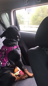This dog is ecstatic about this car ride!!😂😂 | SitStay.com