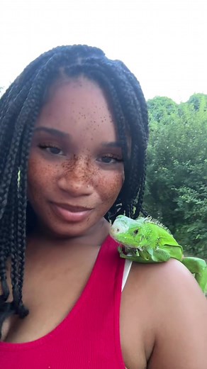 Curry curry curry 🤣🤣🤣 #fyp #iguana #trini_tiktoks #funnyvideos #funny