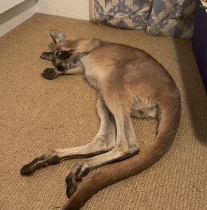 We wonder what our darling Monty is waving at in his dreams 💤😍 | The Kangaroo Sanctuary Alice Springs