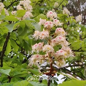 1.1K views · 377 reactions | Garden Idea on Reels | Facebook