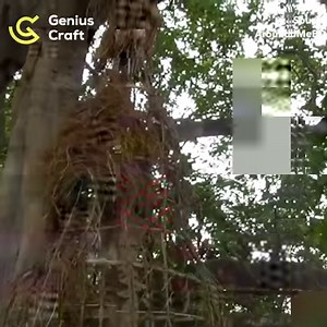 Tree nests are the new tree house via Around Me BD | Genius Craft