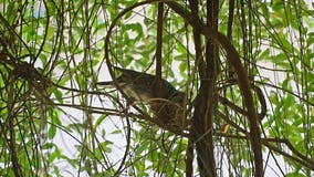 Sri Lanka Ceylon Wood Pigeon with Twig in Its Beak Builds a Nest. Wild Doves Family Building a Nest for Eggs and Stock Footage - Video of doves, pigeon: 293925856