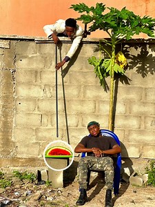 2.6K views · 36 reactions | De Security Fruit | Dino Valentine | Facebook