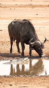 🌍 Discover the Untamed Beauty of Tanzania – Your Safari Adventure Awaits in 2025! 🦁🌿 Get ready for the safari of a lifetime! Tanzania, home to some of Africa’s most iconic wildlife and landscapes, is calling. From the vast plains of the Serengeti to the stunning Ngorongoro Crater, experience on an unforgettable adventure that will take you deep into the heart of Africa. ✨ Safari Highlights: 🌾 The Great Migration 🦓 The Big Five 🏕️ Luxury Lodging 📸 Breathtaking Safari Views 📅 Limited 2025 