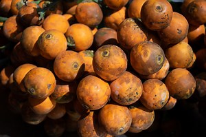 Bunch of betel nuts or areca catechu,closeup shot.