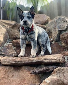 We are giving our Australian Cattle Dog puppies for free to loving families who can provide them with a forever home. Our Australian Cattle Dog puppies are: Age: 8 weeks old Breed: Australian Cattle Dog puppies (also known as Blue Heelers or Red Heelers) Sex: Males and Females Weight: 8-12 pounds Height: 9-11 inches Coat: Short double coat, weather-resistant, and easy to groom Color: Blue (blue, blue-mottled, or blue-speckled) or Red (red speckled), often with tan markings Health: Up-to-date on