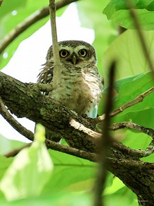 27K views · 2.5K reactions | Spotted owlet | 퐍퐚퐭퐮퐫퐞 퐏퐡퐨퐭퐨퐬 퐁퐨퐨퐤 | Facebook