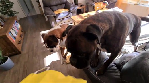 Boxer Rex The Destroyer And Sammie Tsunami Crushes The Horrible Paper Bag! 😂😎😁 | BoxerRex