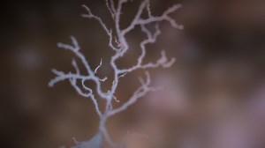 Hippocampal Pyramidal Neuron - 3D model by jennshao