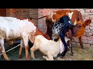 interesting video of goat milking 🤩