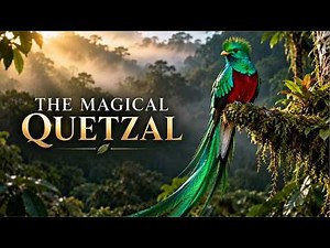 Resplendent Quetzal: The Jewel of the Cloud Forest | Relaxing Wildlife Documentary