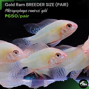 GOLD RAM (BREEDER SIZE) PAIR | Got Fish