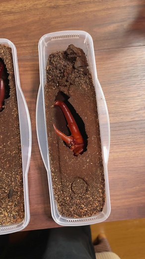 ヘラクレスの蛹管理 Hercules beetle pupa #Vlog#Vlogan #beetle #ヘラクレスオオカブト #ヘラクレスを飼おう