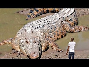 Unglaubliche Krokodil-Momente mit der Kamera festgehalten