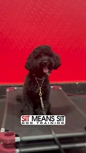 Jake the 1-year-old Cockapoo and Olive the 8-year-old Labradoodle live in different homes with opposite lifestyles, but they have one big thing in common—BARKING! ️ They joined us in the Board & Train program this week to get a solid jump start with their training. Now, it’s time to go home and practice communicating in a new, more productive way with their families! You’ve got this, Jake and Olive!!  | Sit Means Sit Dog Training - Portland | Facebook