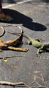 25K views · 237 reactions | Hollywood Beach FL 45° | Gabrielle Cooper | Facebook