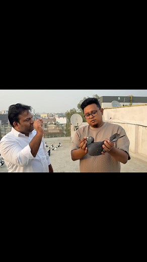 68K views · 2.4K reactions | Calcutta bloodline which is called old British bloodline. In india many many loft have super results by this generation ❤️‍ #pigeon #racingpigeons #calcutta #indian #breed #pigeons #pigeonracing #kalapatids | Valuable Loft - MH | Facebook