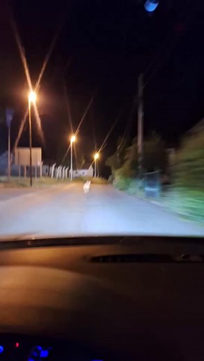 Satira Došao vuk u Pljevlja Došao vuk u Pljevlja, ne da plaši narod, već da traži – azil. Došao vuk u Pljevlja – pa naletio na Pljevljake. Došao vuk u Pljevlja, s nadom u srcu i praznim stomakom. Kaže – nema više stoke u šumi, ni ovaca, ni divljači. A čuo da u Pljevljima i vukovi mogu da postanu funkcioneri, samo ako znaju da klimaju glavom, ako se uvuku u jagnjeću kožu i laju u ritmu partije. Ali avaj – čim su čuli da je naš, digli su dreku: – Šta će ovaj ovdje? Još i bez kravate! Jer kod nas,